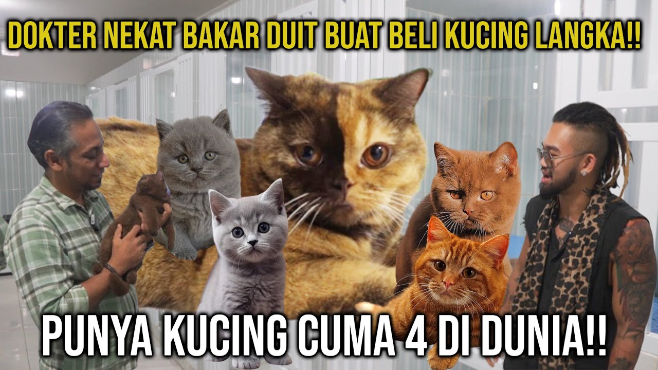 DOKTER NEKAT!! BAKAR DUIT BUAT BELI KUCING CUMA 4 DI DUNIA!! BUITTENZORG CATTERY