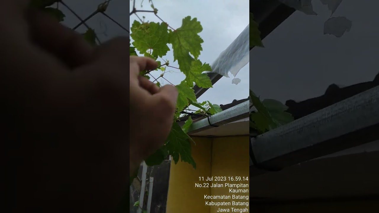 Tips Pembuahan Anggur Trans dengan Metode Potes Pucuk 👍😍