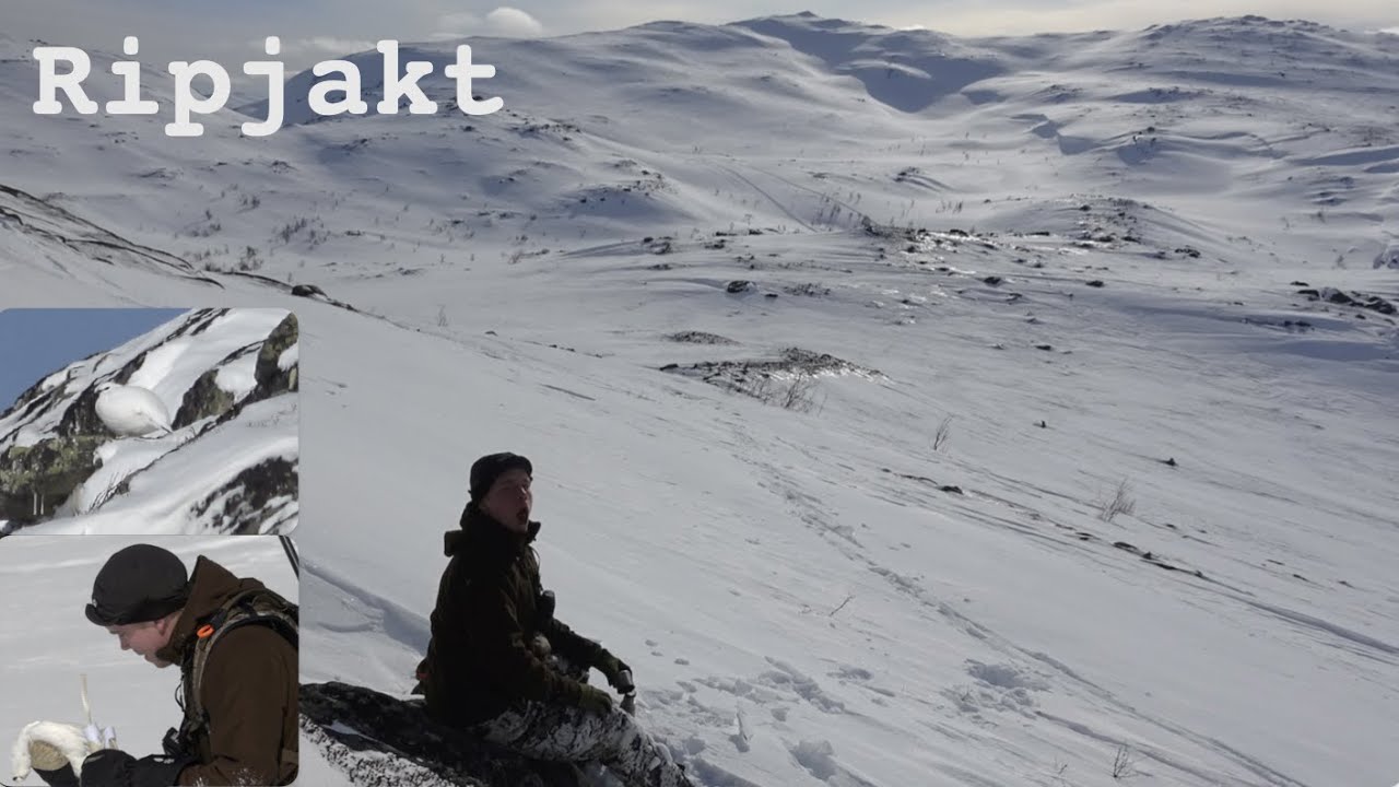 Ripjakt i Västerbotten - Vinter 2023