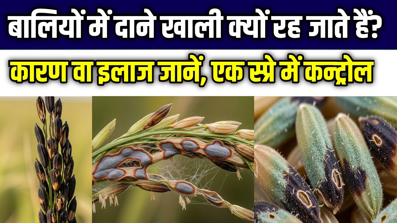 धान की बालियाँ खाली क्यों हैं? | 3 खतरनाक दुश्मन | पोरहा / खोकला दाना | Technical Agriculture