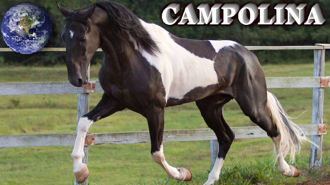 TOP Beautiful Campolina Horse in the World!