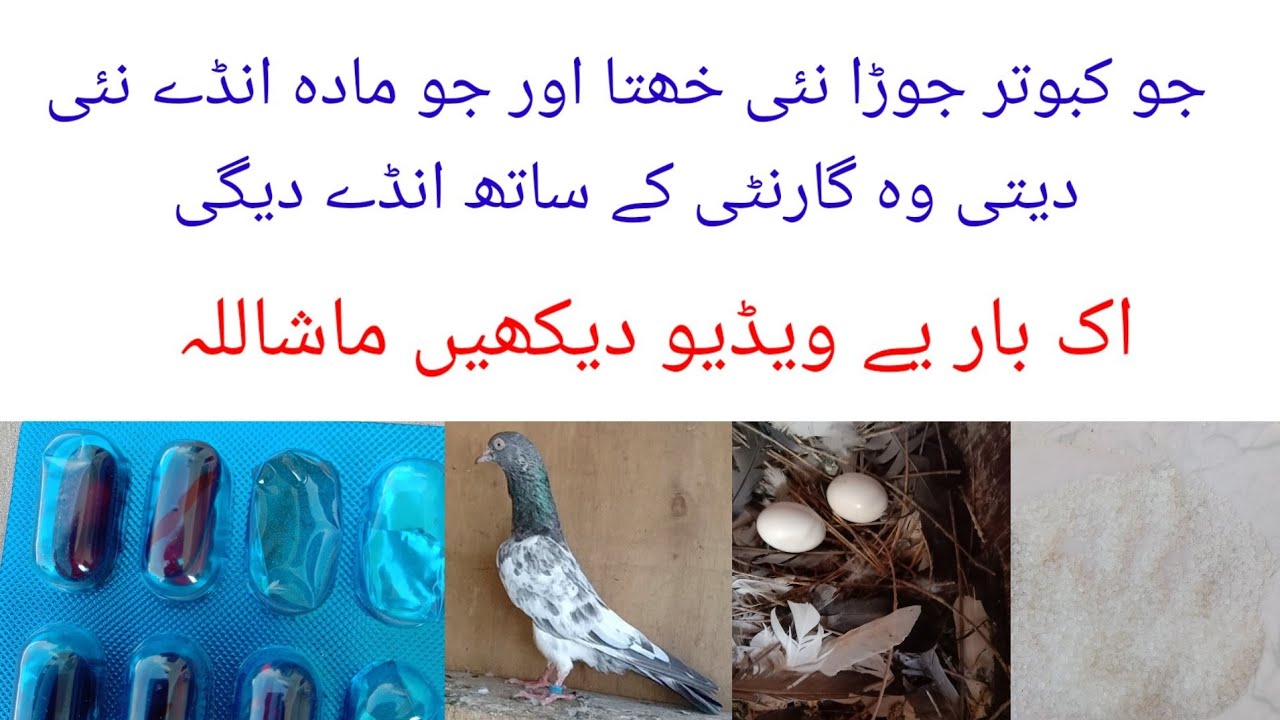 جو کبوتر جوڑا نئی خھتا اور جو مادہ انڈے نئی دیتی اس کے لیے گارنٹی والا نسخہ