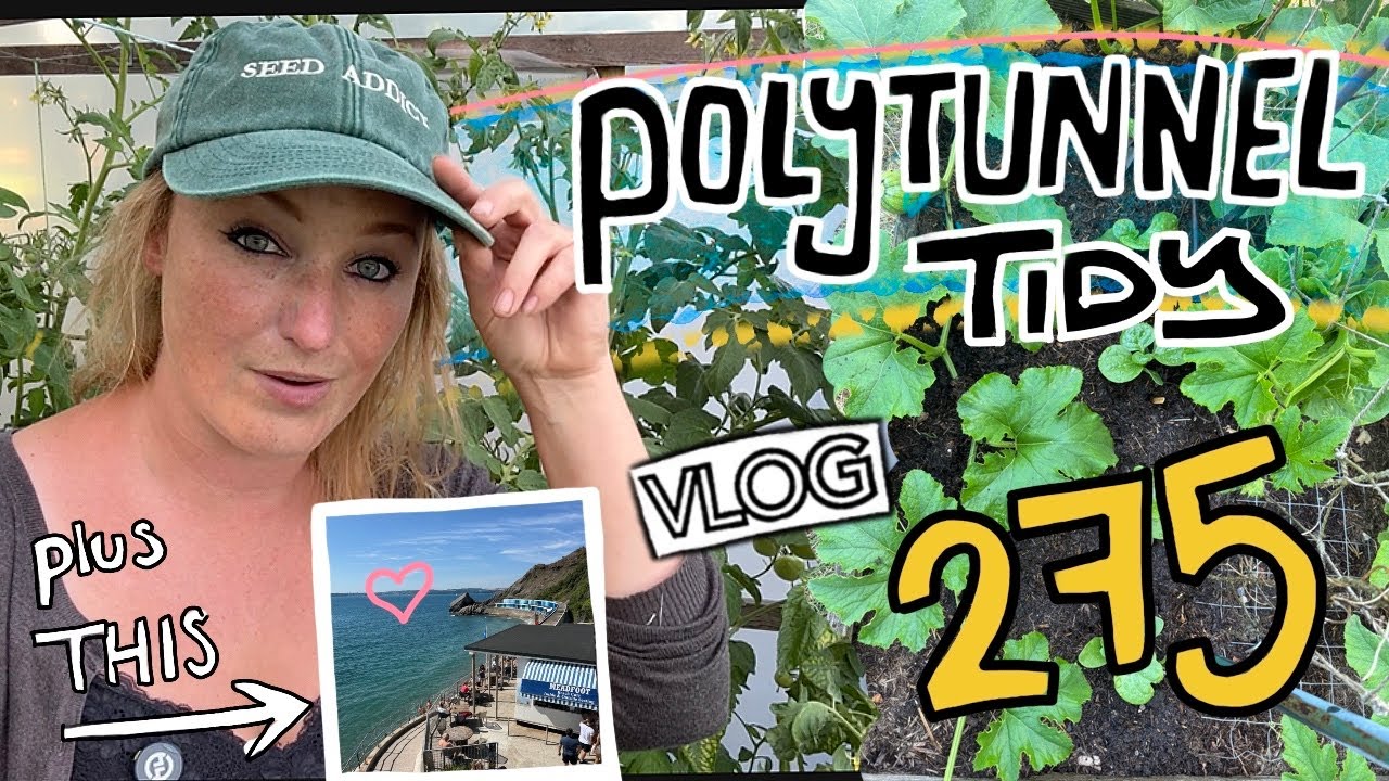 Polytunnel Tomato Tidy! The tomatoes needed a sort out... Ep275 || Plot 37