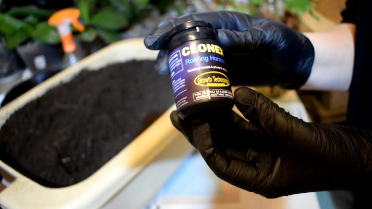 Clonex gel - 100% результат при укоренении черенков винограда