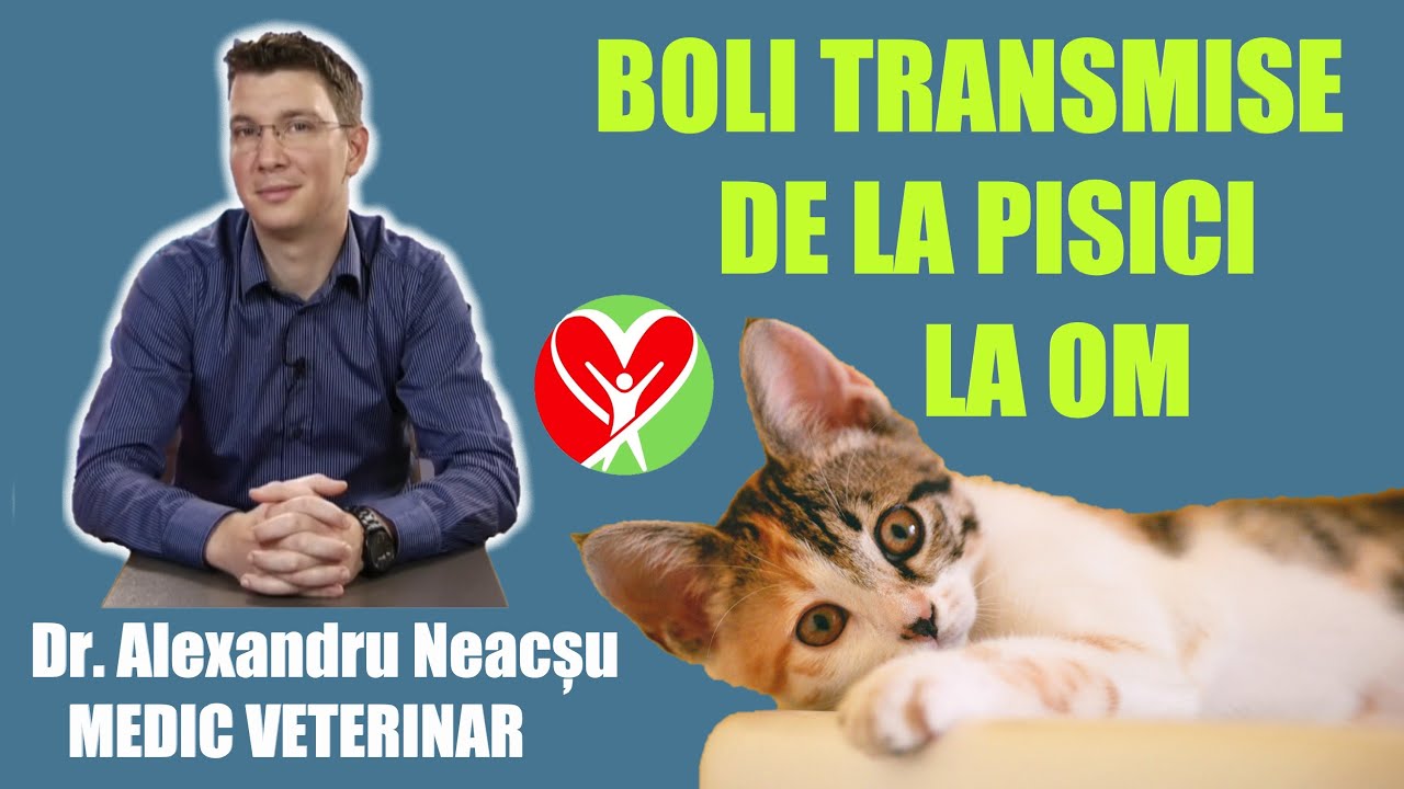 CE BOLI SE POT TRANSMITE DE LA PISICI LA OM? DR. ALEXANDRU NEACSU - MEDIC VETERINAR