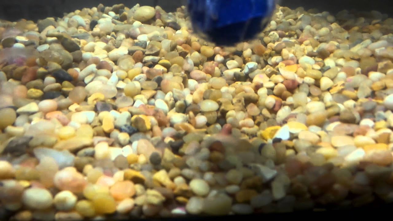 Day 7 electric blue acara taking care of fry