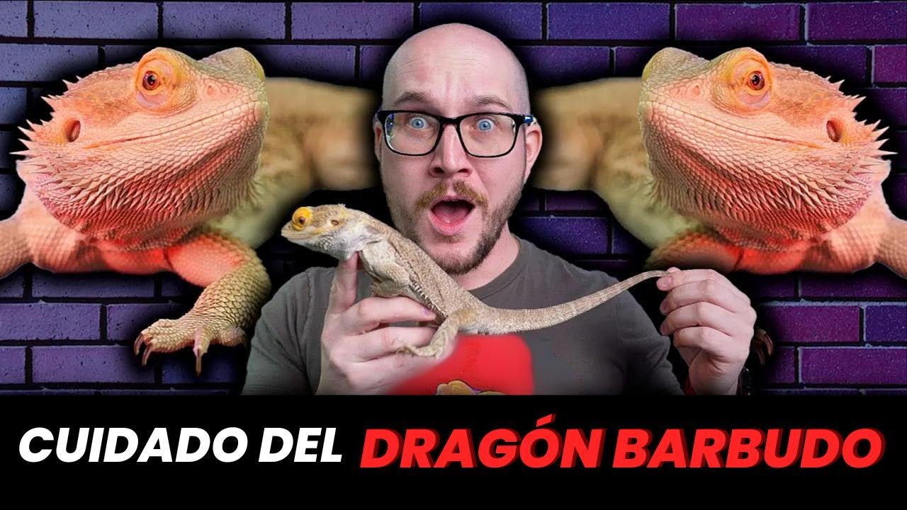 Guía Completa para Cuidar a tu Dragón Barbudo ¡Todo lo que Necesitas Saber!