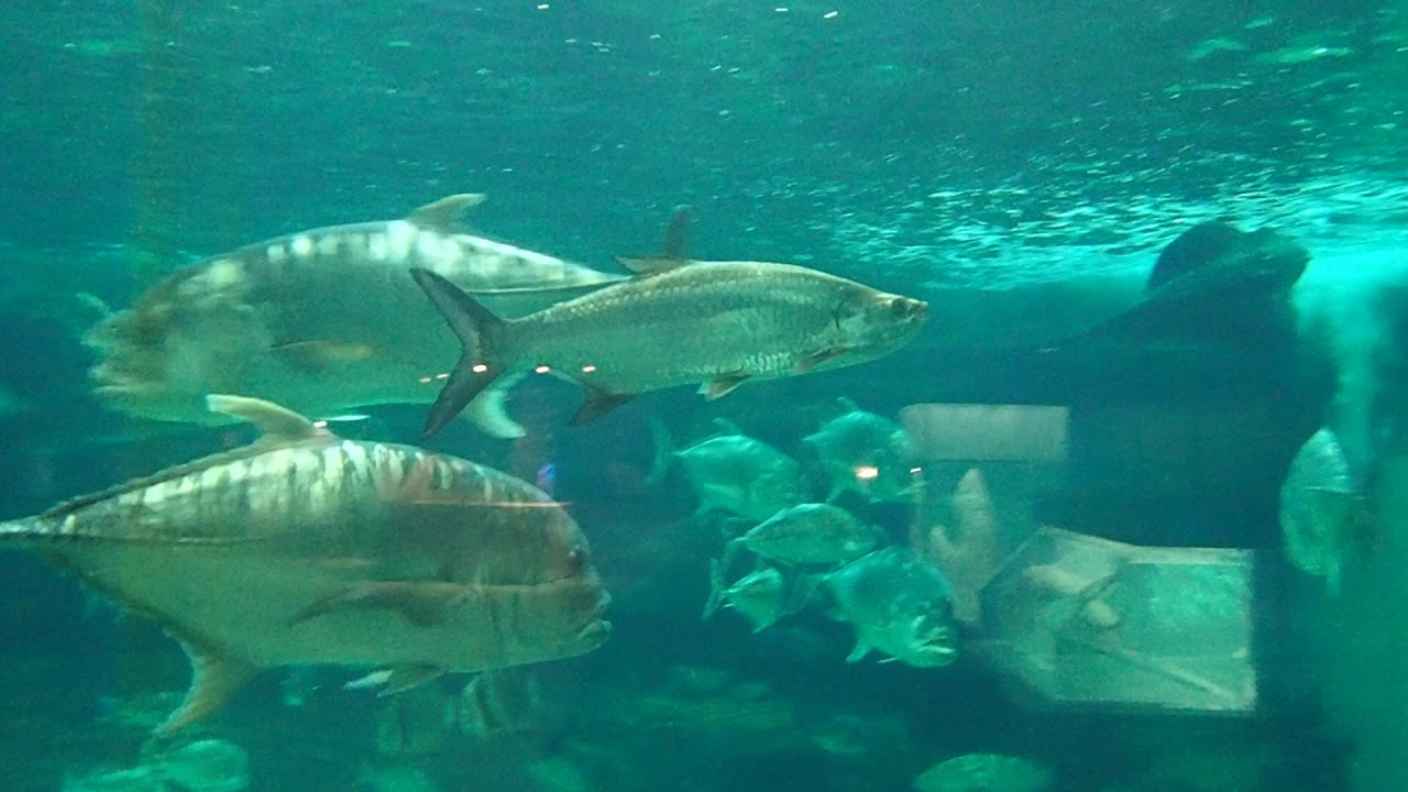 アトランティックターポン（神戸市立須磨海浜水族園2019年12月17日）
