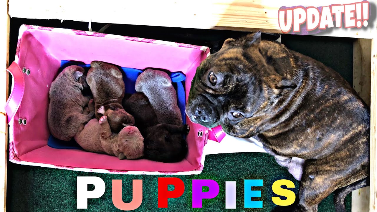 Feeding And welping 10-DAYS old Micro Eoxtic Bullies!