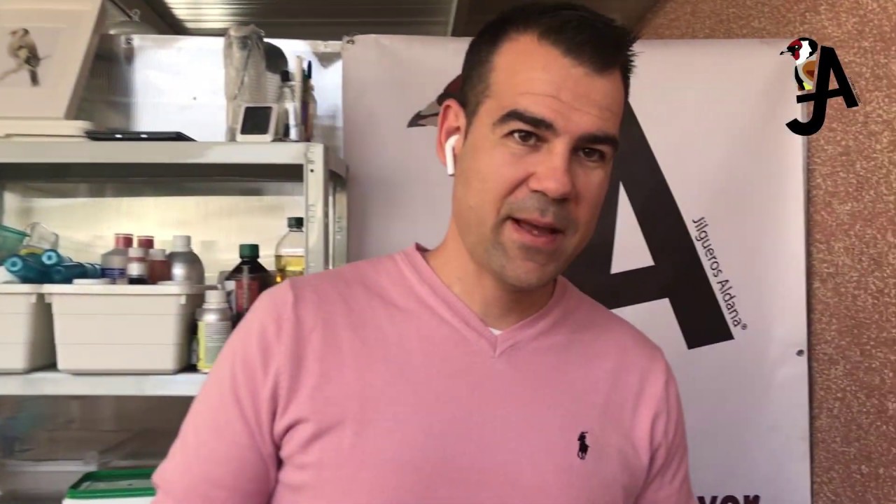Alimentación de mis jilgueros