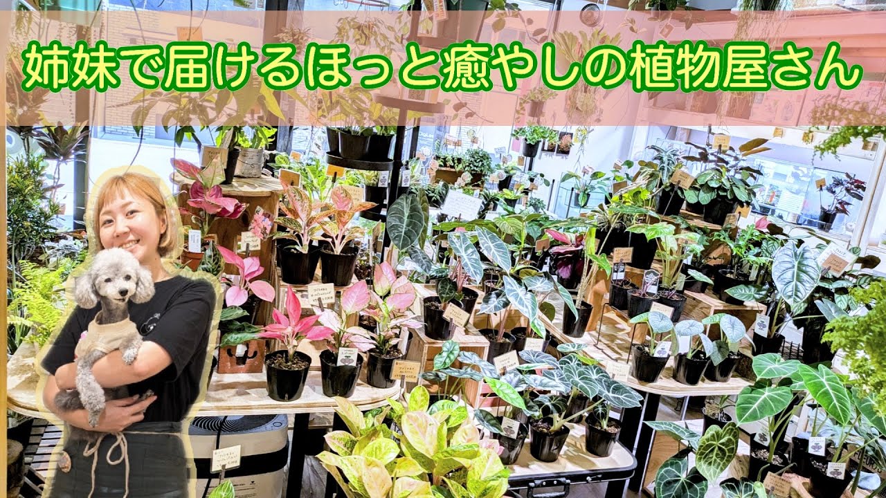 【のこちゃんテレビ】はじめまして！NOKO’s と申します