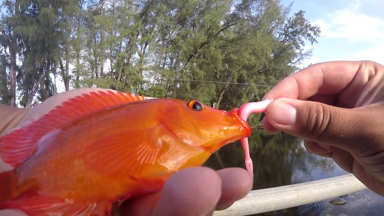 Fishing for Exotic Cichlids in Florida (Opa-Locka, FL)