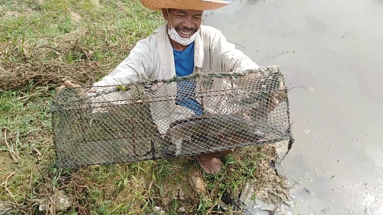 ดักลอบซิ่ง จั่นซิ่ง ยามลอบซิ่ง จั่นซิ่ง ดักปลาช่อนได้แต่ตัวใหญ่ๆ
