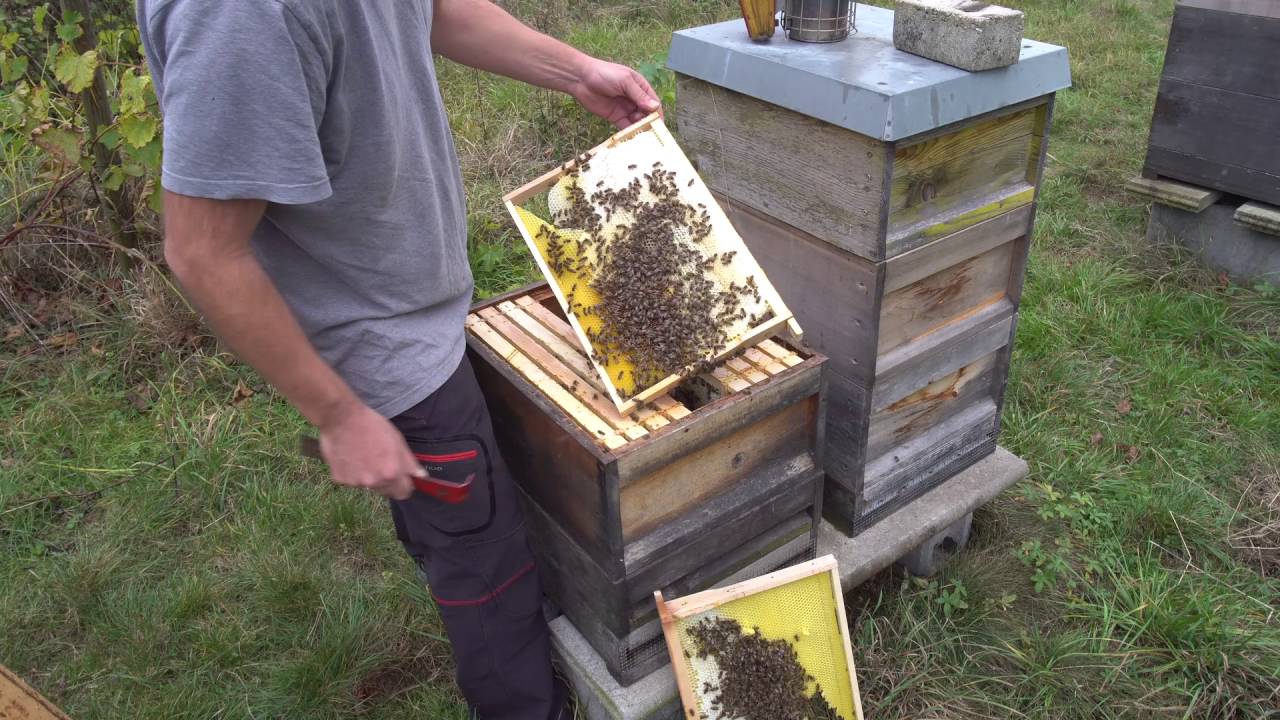 Blick ins Bienenvolk - Einwinterung Zadant