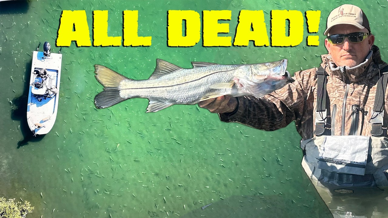 We Found Thousands of DEAD FISH!!!
