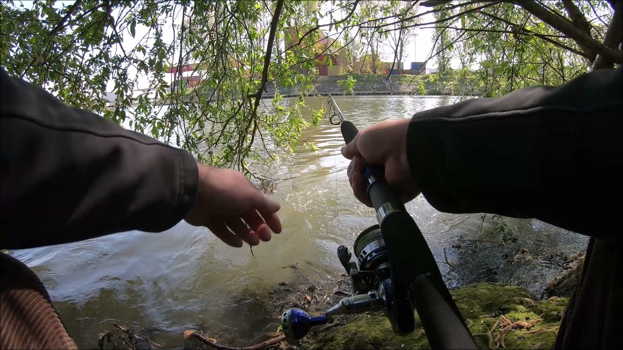 Silure, pêche à vue au leurre, touche en direct! - Catfish spinning.