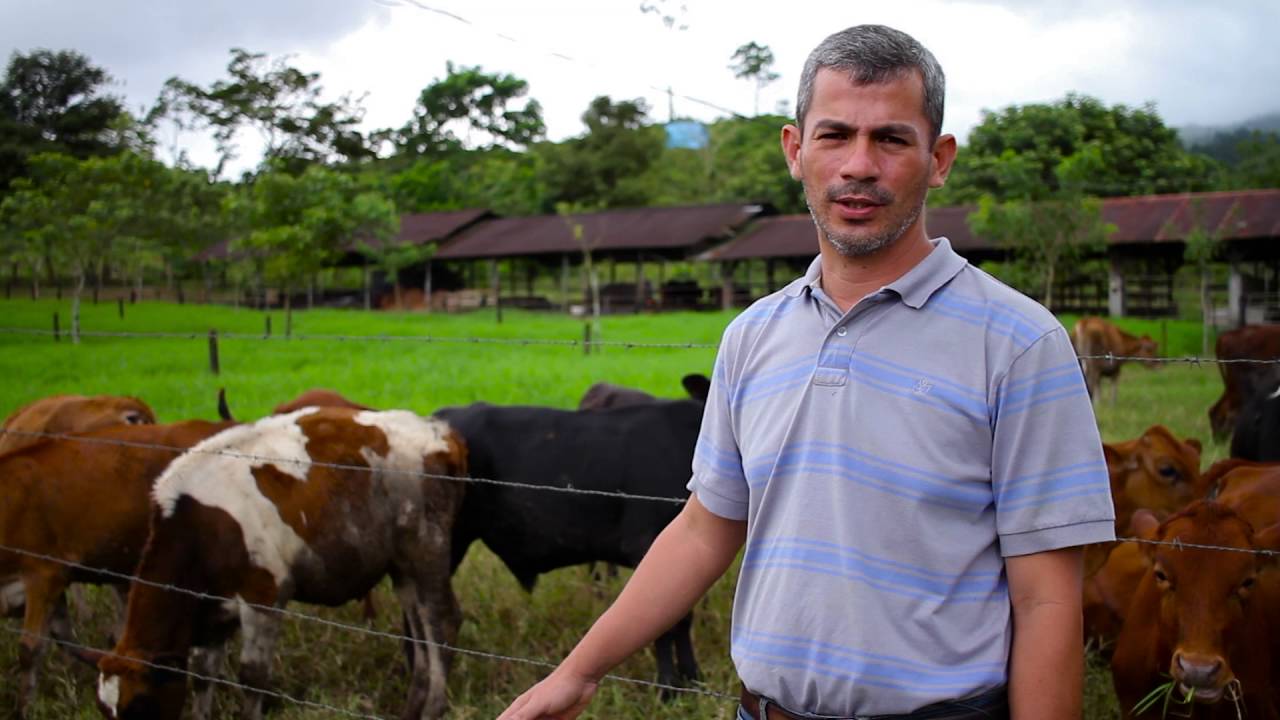Un día en la finca: Lechería Climáticamente Inteligente parte 1