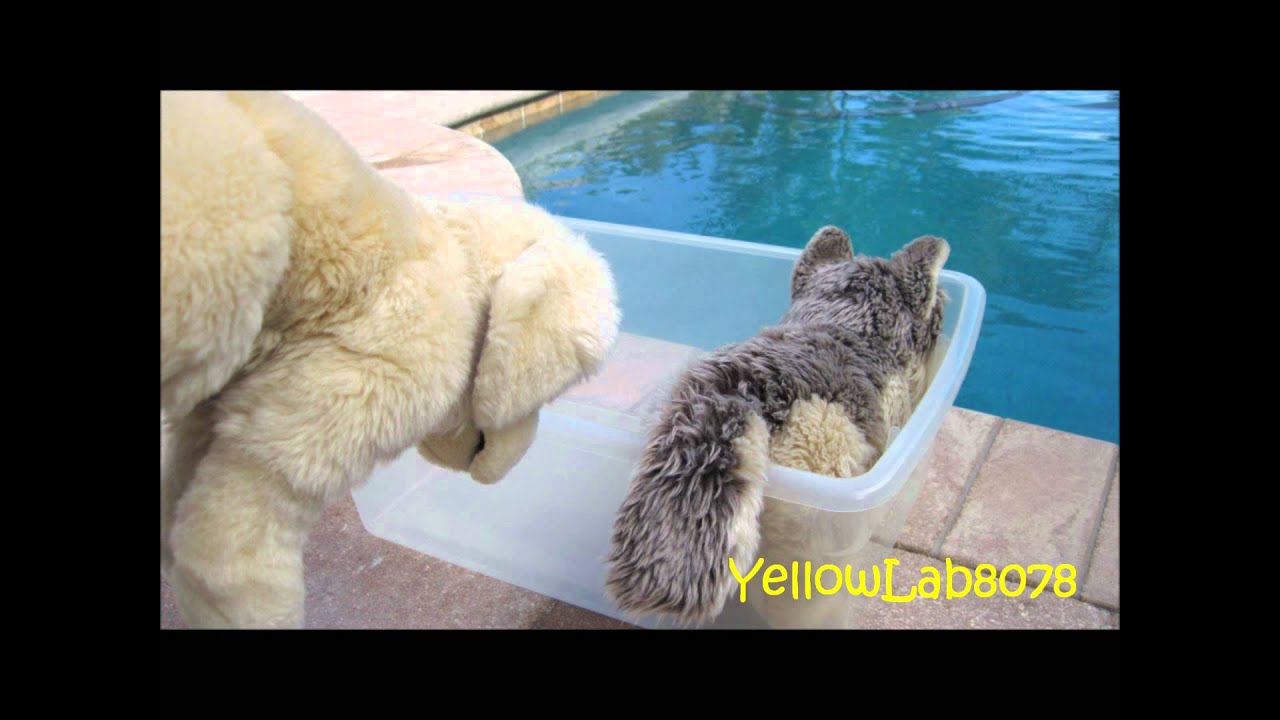 Webkinz Signature StopMotion
