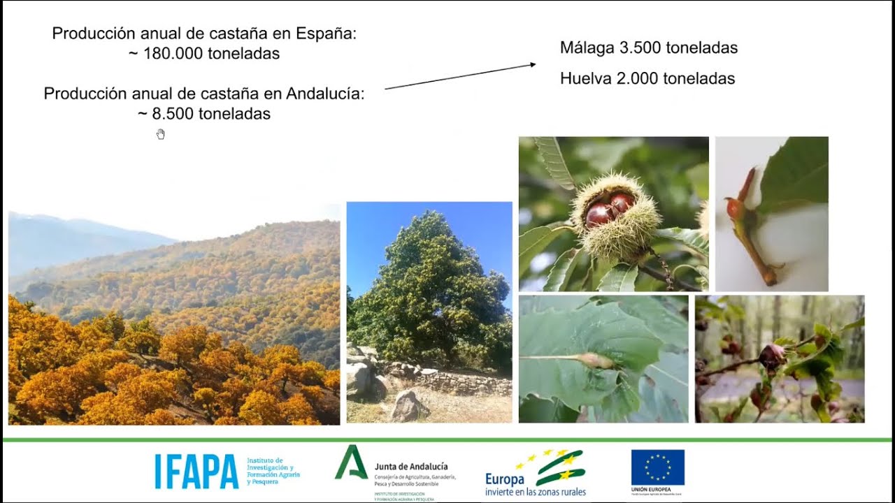 Control de plagas y enfermedades en el castaño y la encina - Webinar 10dic2020