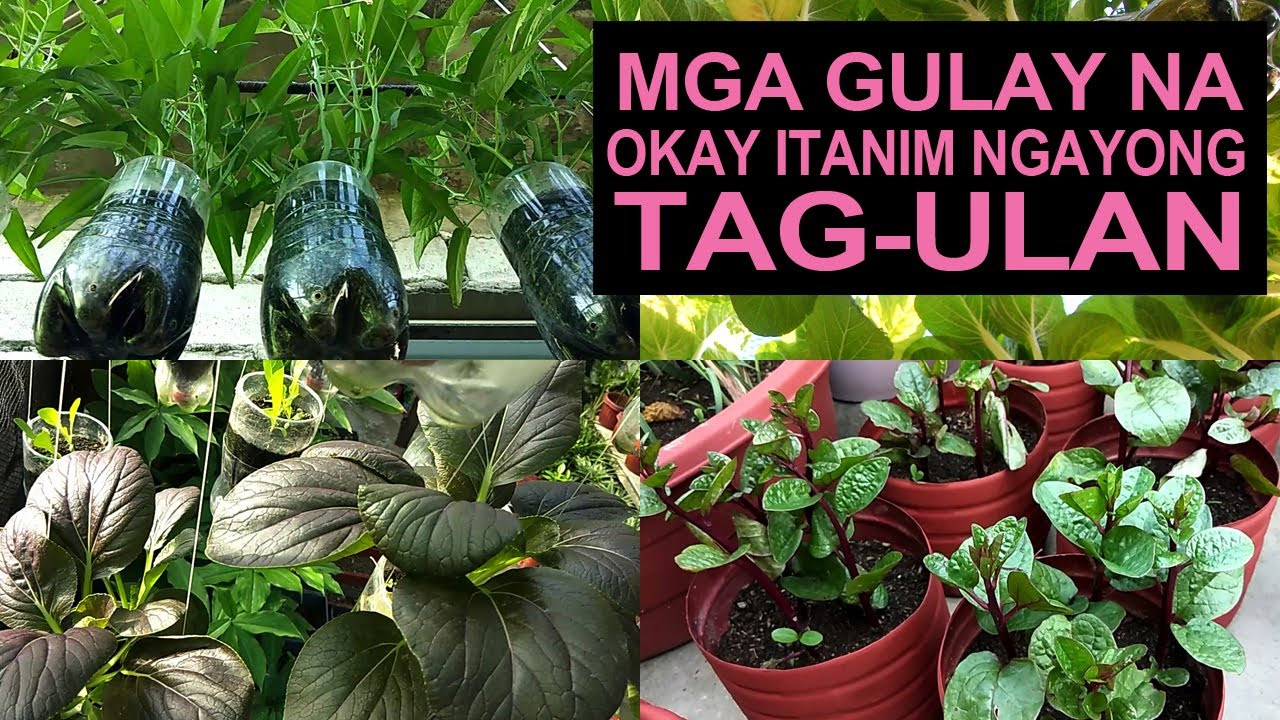Part 2 I Mga Gulay Na Okay Itanim Ngayong Tag-ulan