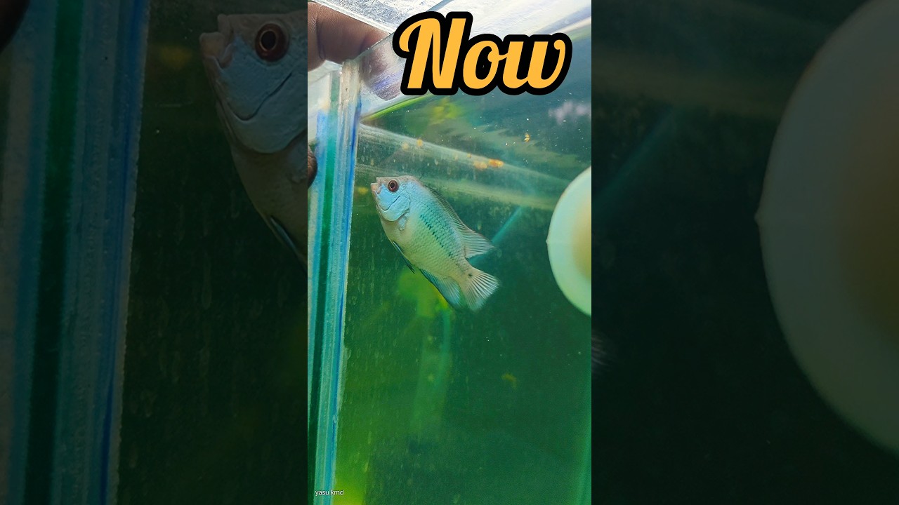 thai silk flowerhorn baby growth🔥#growth #flowerhorn #telugu #aquarium #monsterfish #shortfeed#guppy