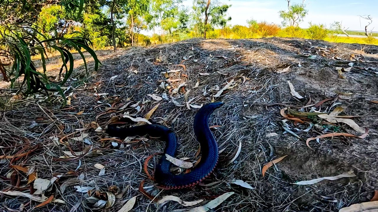 Are These Deadly Australian Snakes Really That Dangerous?