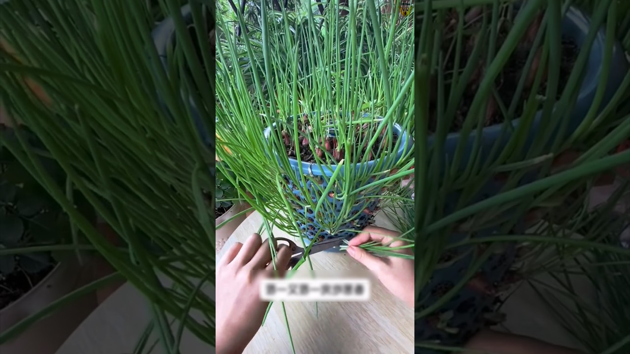💥 घर बैठे FREE में उगाओ हरा प्याज़ और लहसुन 🌱 | 15 दिन में तैयार गार्डनिंग ट्रिक! 🔥 #oitbuzz