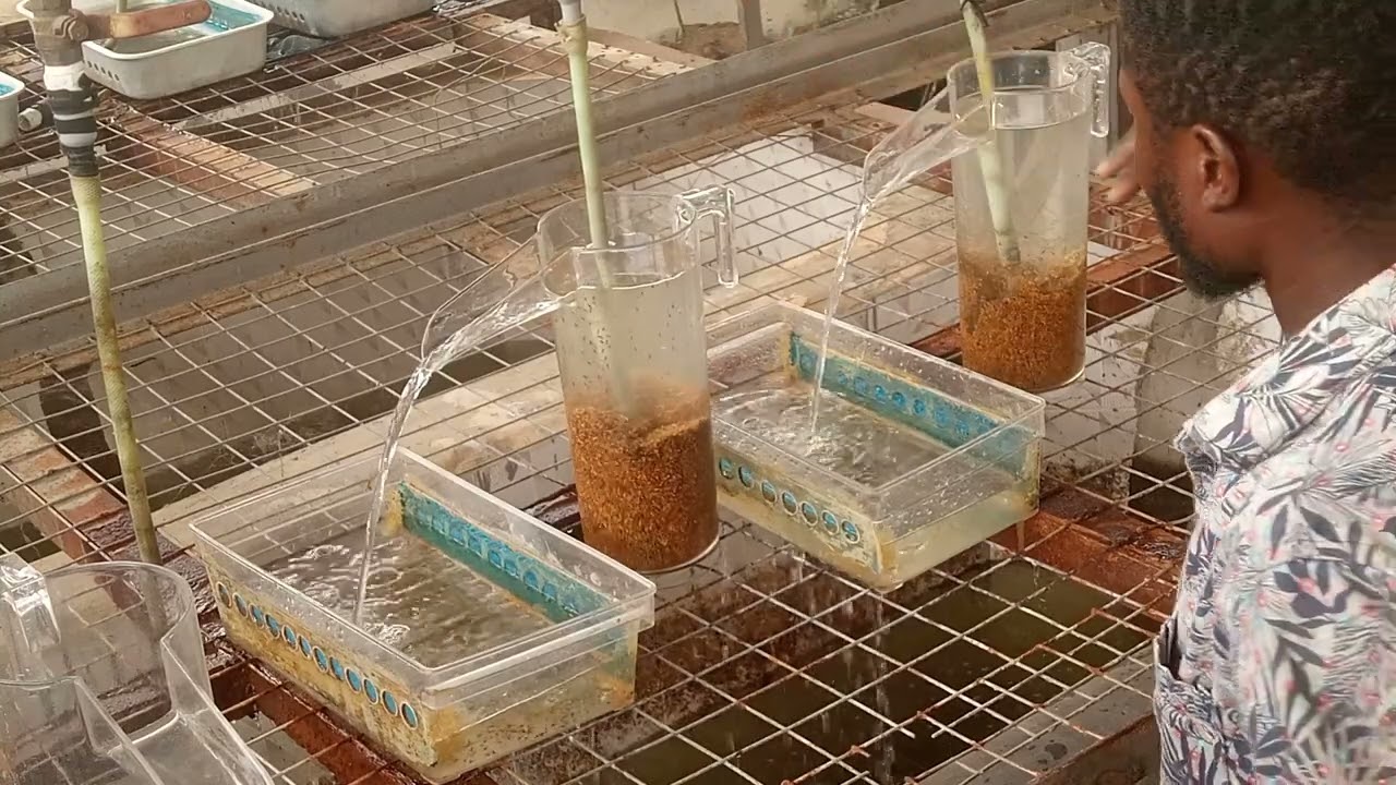 Mastering tilapia incubation: Step-by-step jar change guide