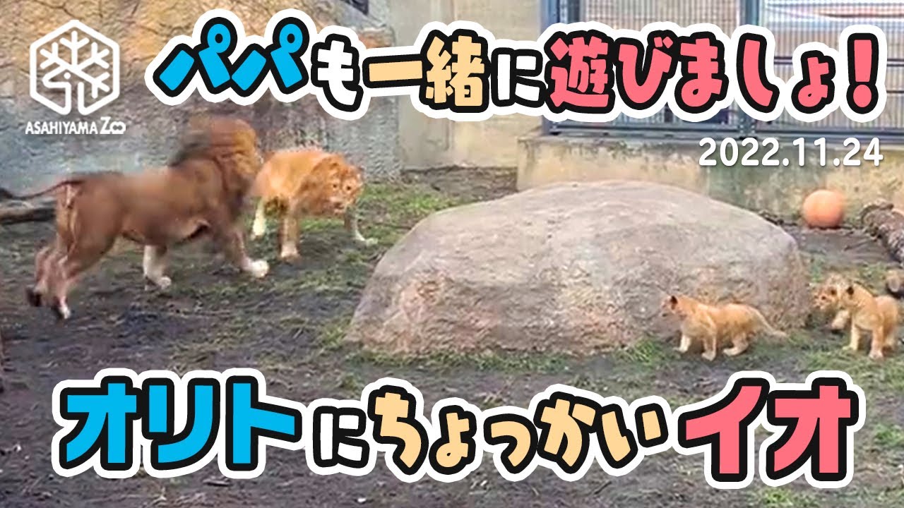 【旭山動物園】パパも一緒に遊びましょ！🦁🐱二足立ちガオーっ！とオリトにちょっかい♪イオまま(11/24) [Asahiyama Zoo]  Lion, Orito's Family.