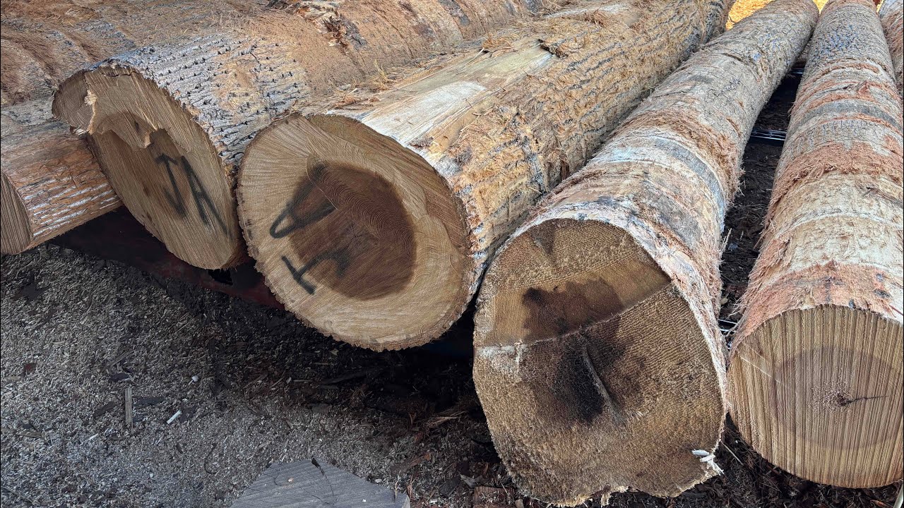 Sawing some big poplar #144