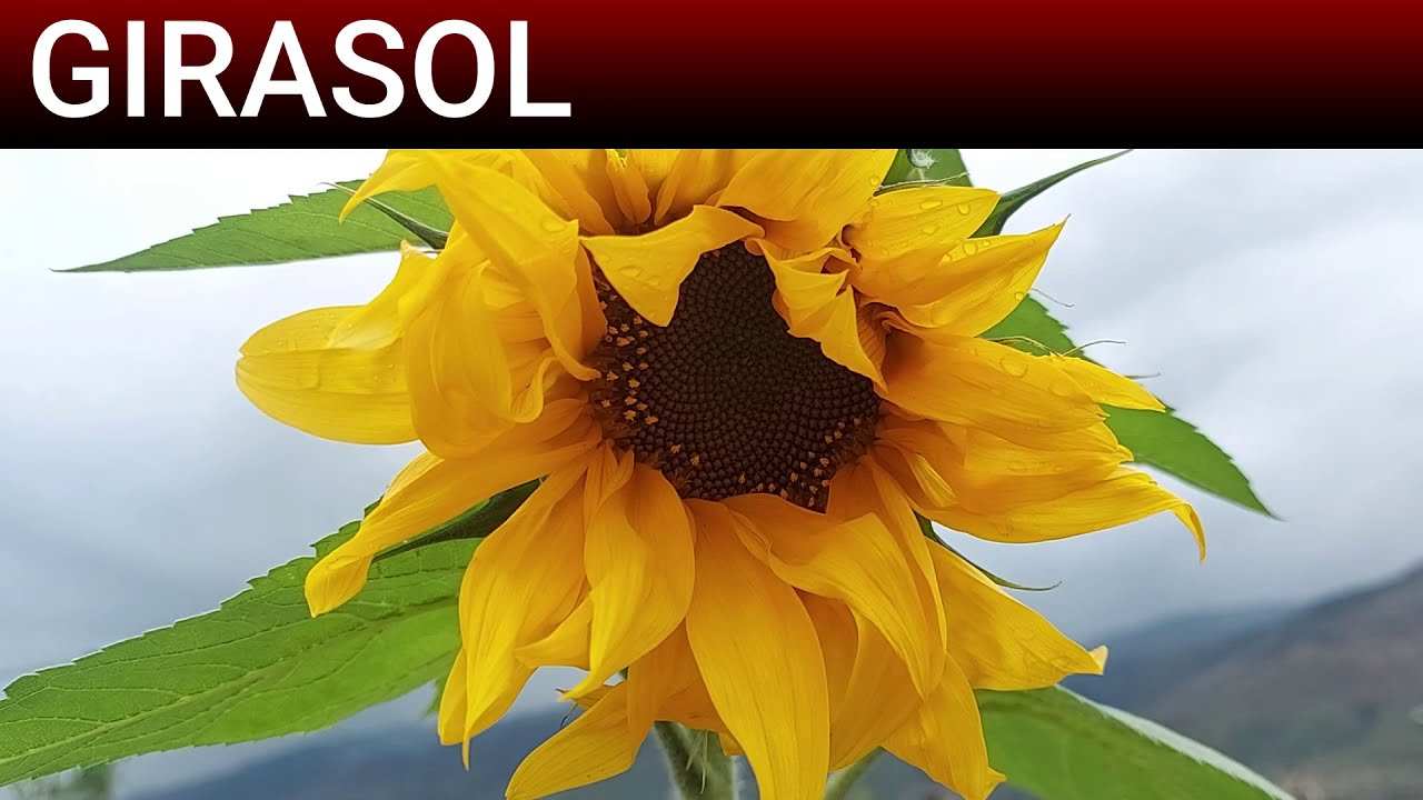 10 Hermosas Flores de sol directo