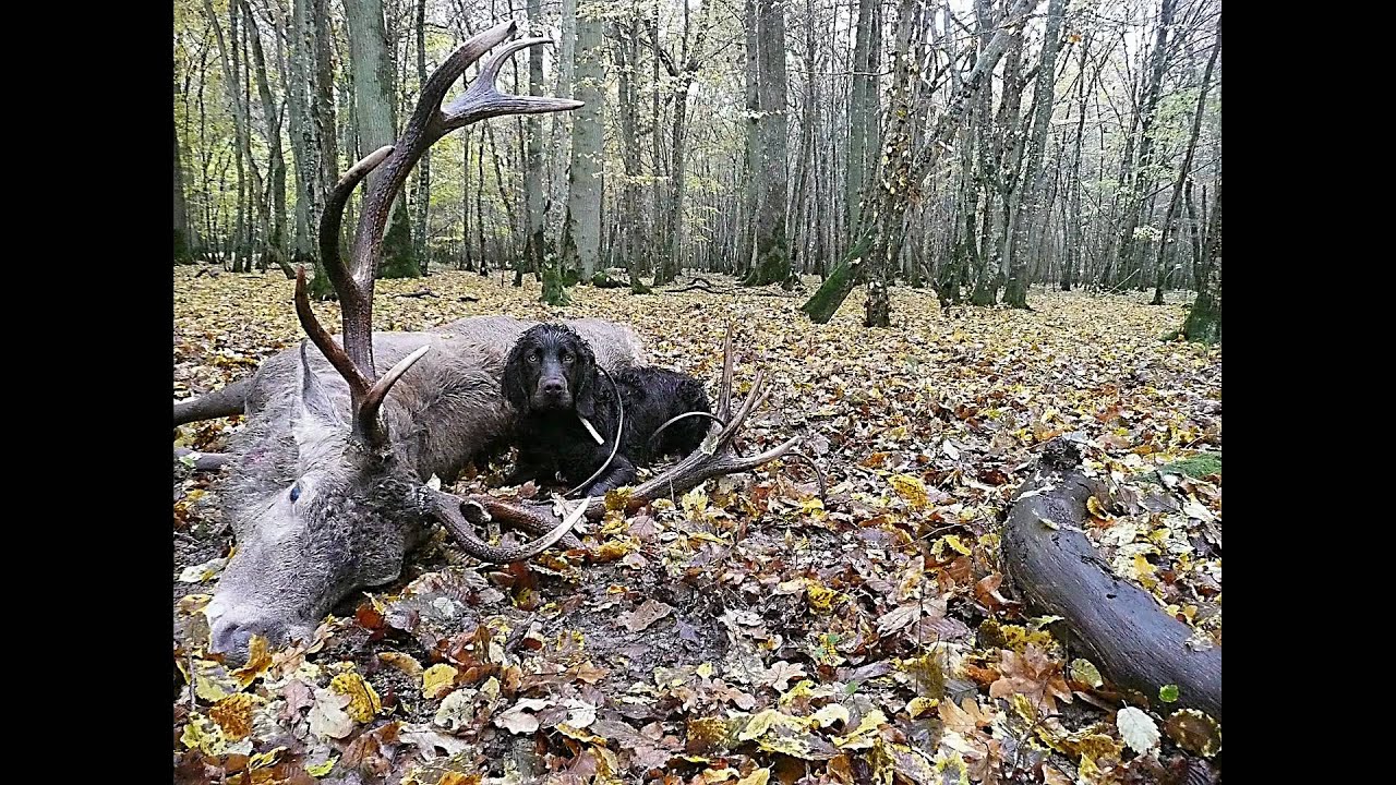 wachtelhund