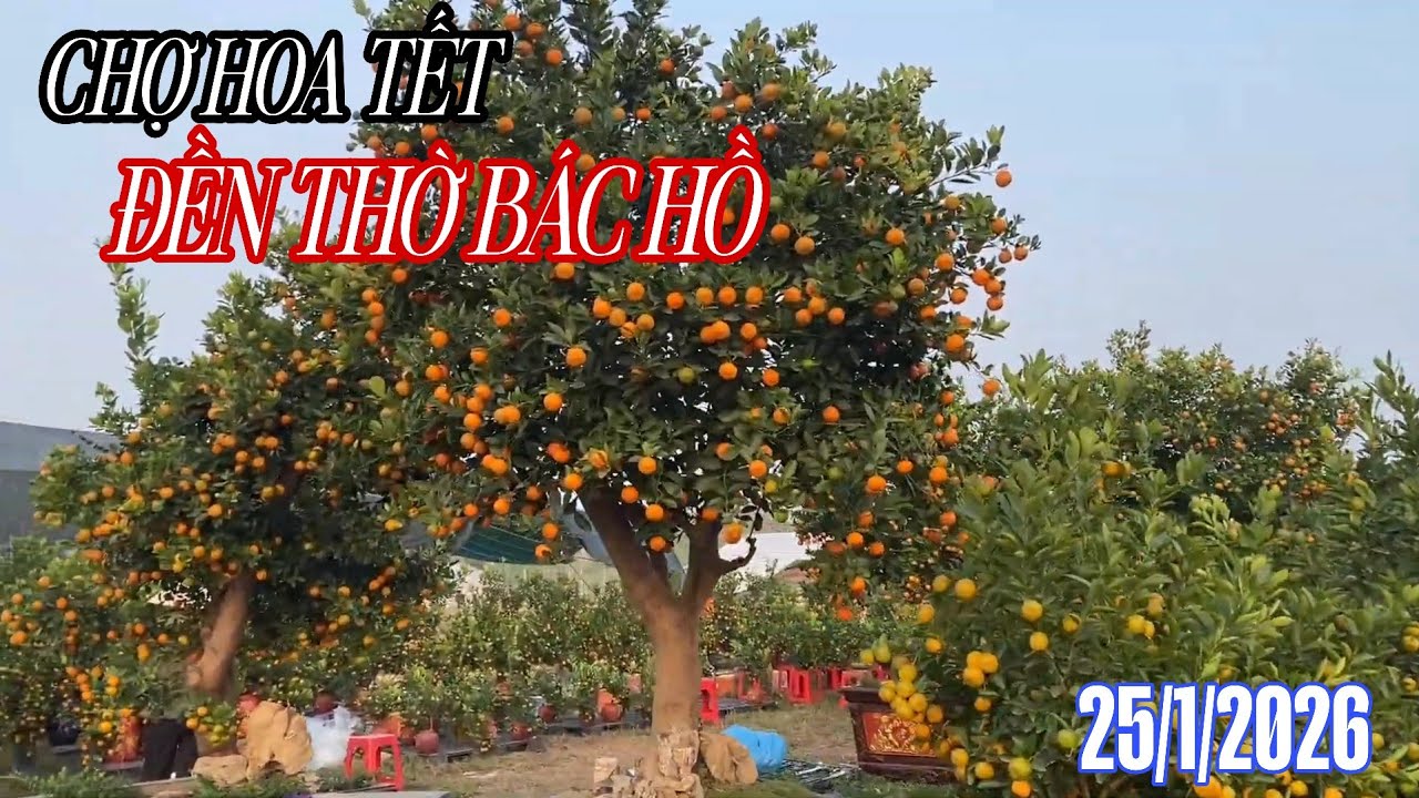 Chợ Hoa Tết Đền Thờ Bác Hồ Thái Bình 25/1/2026 Những Nhà Vườn Bày Cây Cảnh Sớm Nhất