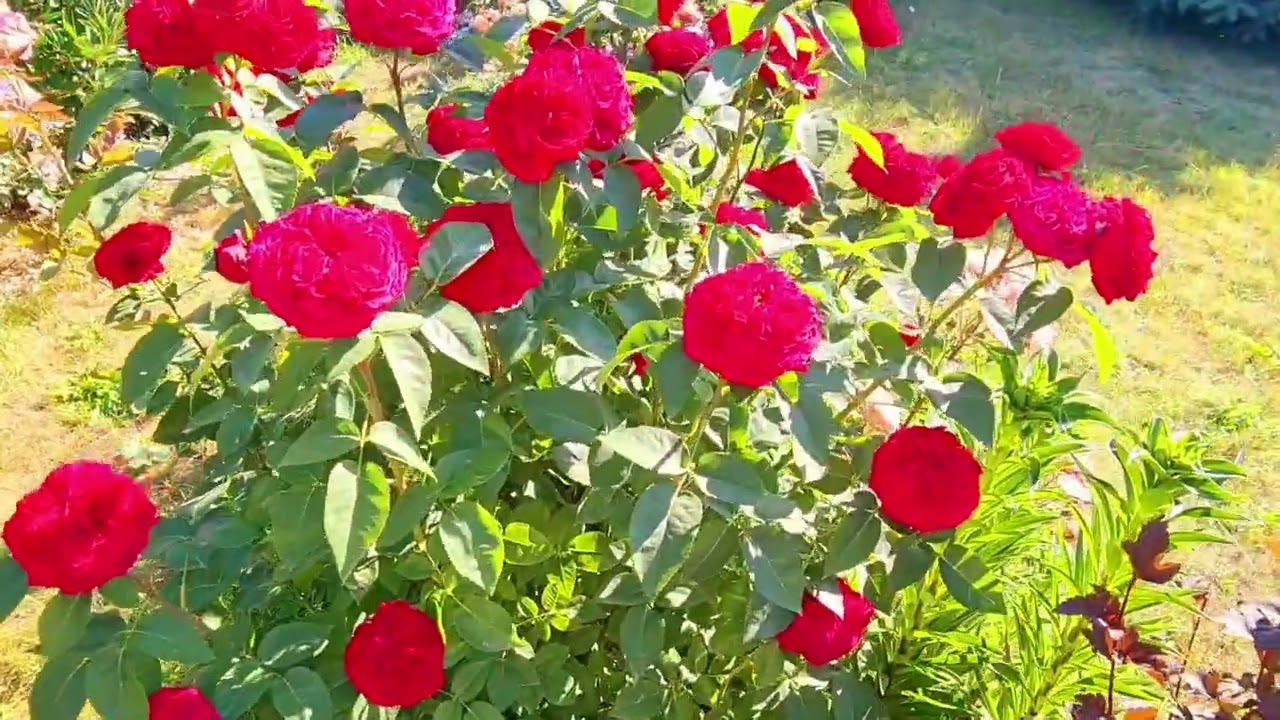 Роза Тэсс. Лучшая роза для жаркого климата! #роза #Остин #розывсаду