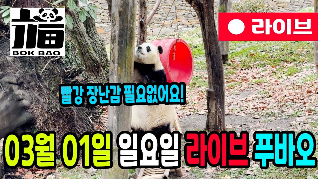 03월 01일 일요일 푸바오 라이브입니다. 빨강 장난감 필요없어요!