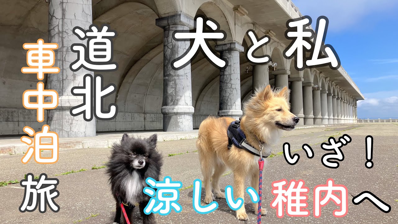 2匹とわたし、稚内の涼しさに驚く車中泊旅〜涼しいだけで幸せ🥰道北キャンピングカー旅③