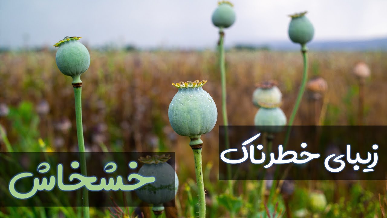 زیبای خطرناک : تاریخچه‌ خشخاش