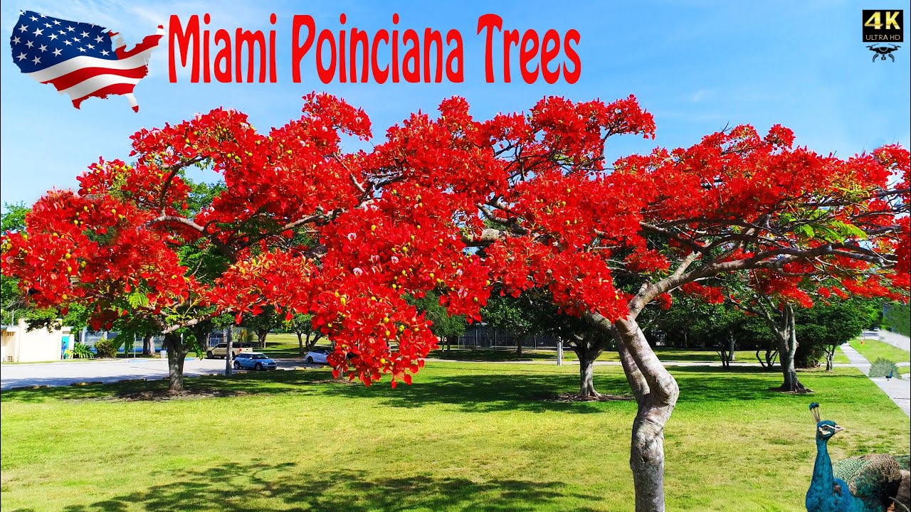 Miami Poinciana Trees (flame tree).the most beautiful trees in the world. Royal Poinciana + Peacocks