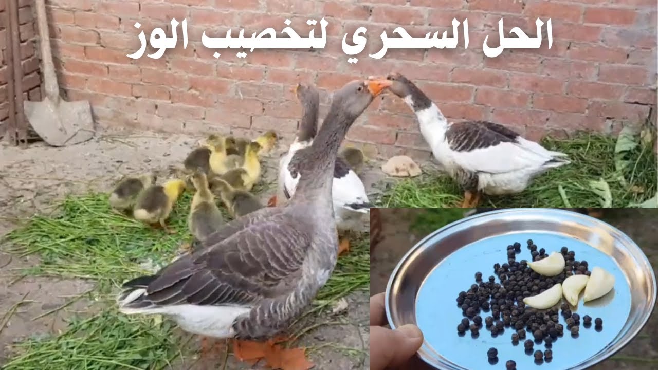 ازاي أعرف ذكر الوز شغال كويس؟ 🦆 | علامات التخصيب في الوز