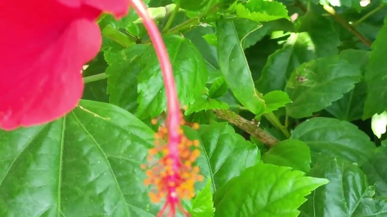samir boser sate   || Review of new clour beautiful flower