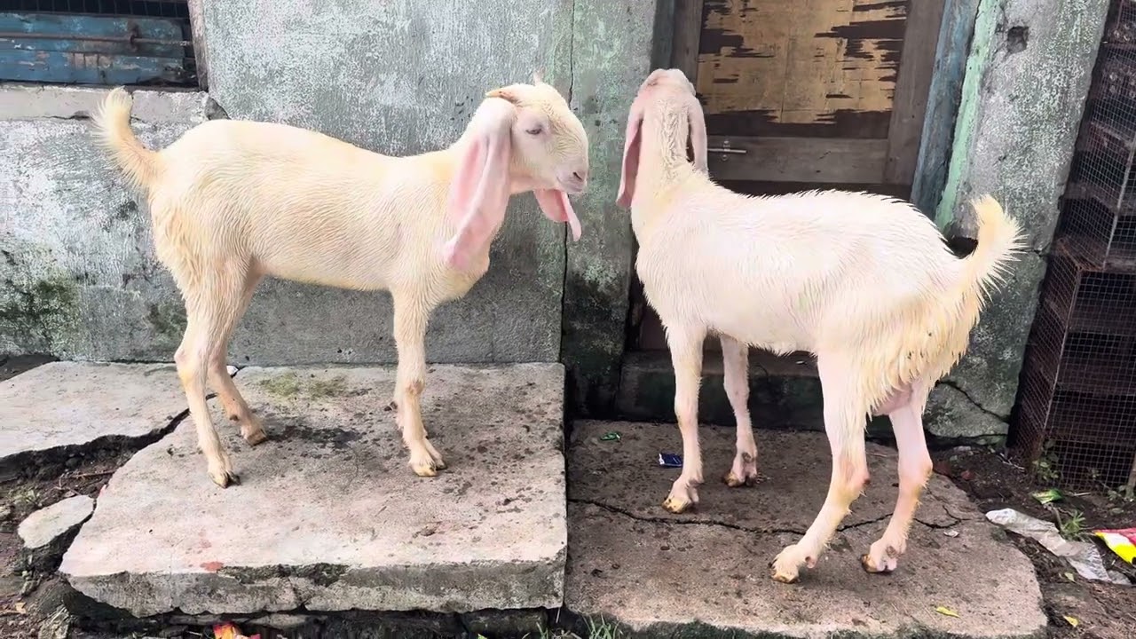 Hypat male female available for sale price 60k