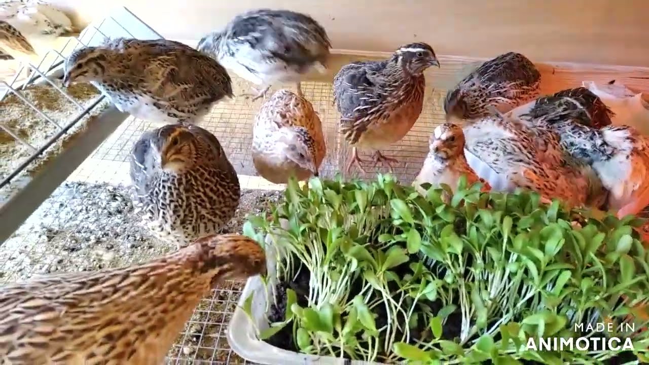 Our home-grown quail | எங்கள் வீட்டு காடை வளர்ப்பு