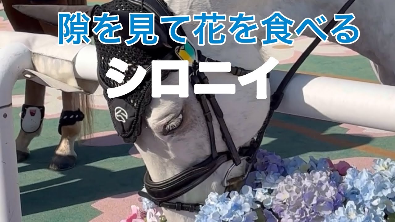 【誘導馬シロニイ】隙を見てお花を食べようとする可愛い白毛シロニイ