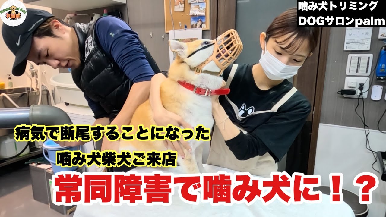 【初来店】常同障害で断尾することになってしまった噛み犬柴犬
