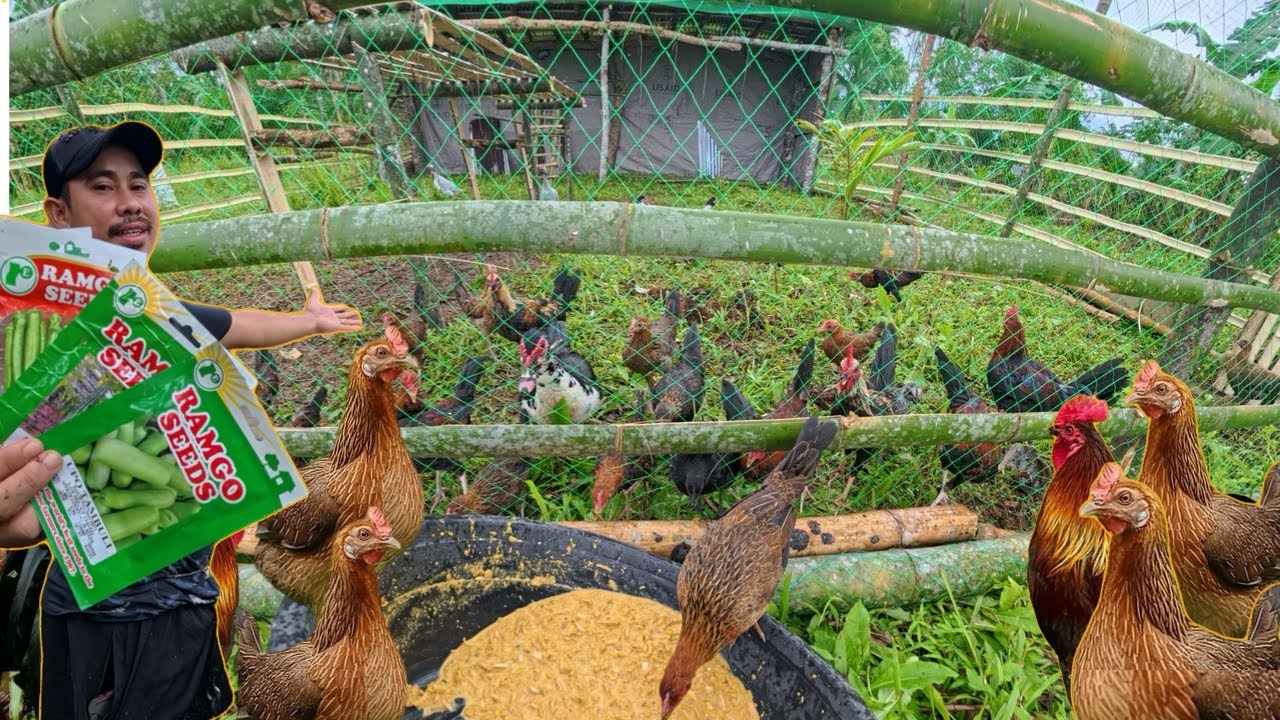 MAY GOOD NEWS - PAGTANIM NG MGA GULAY at PAGPAKAIN SA MGA ALAGA