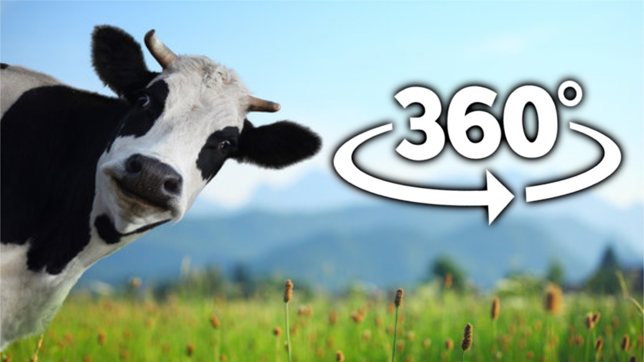 VR 360° Cow Movie Compilation!