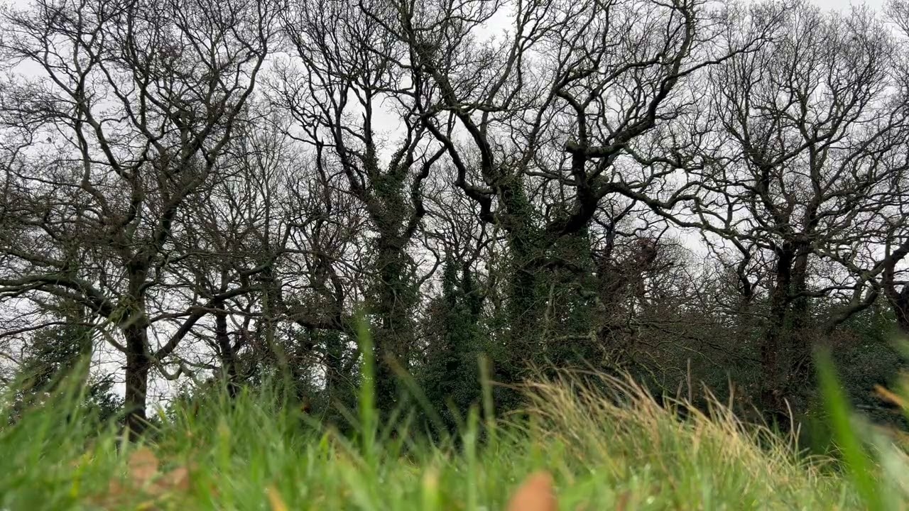 Bare Winter Trees in London - 1.5 Hours Peaceful Nature Scenery for Meditation & Relaxation