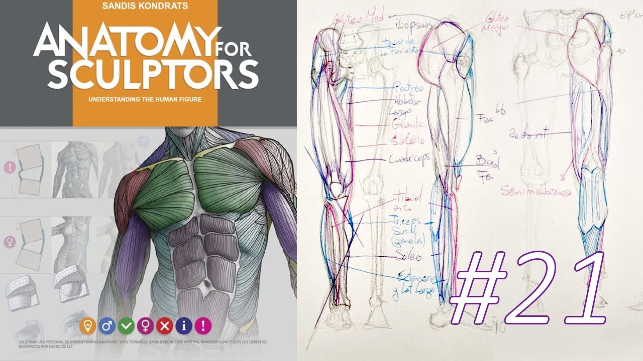 Estudiando Anatomy for Sculptors | Capítulo 21|