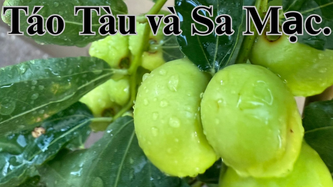 #32 Trái Táo Tàu Rụng Hết Trong Nắng Gắt – Nhưng Mình Không Bỏ Cuộc!