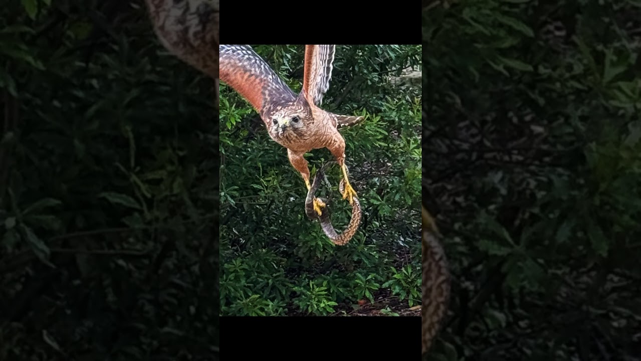 Byron's Hawk